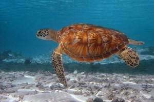 Problemy z przetrwaniem żółwi morskich Problemy z przetrwaniem żółwi morskich