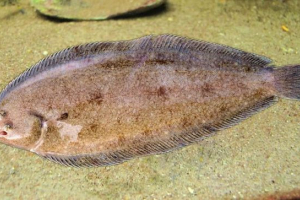 Język morski, jest czarną podeszwą Język morski, jest czarną podeszwą