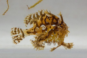 Klaun morski (sargasso)