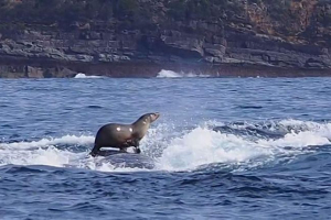 Kot morski przewrócił się w humpback latawiec: zdjęcie, podbił internet