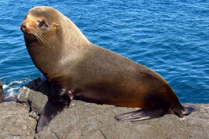 Futro foka Futro foka