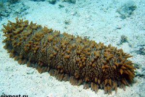 Ogórek morski. Styl życia i siedlisko ogórka morskiego