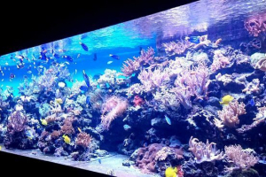 Marine oceanarium w moskwie