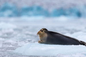 Marine hare Marine hare