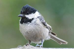 Moskwa: drut siedliska i styl życia czarny