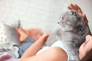 Moskwa pielęgniarki koty szkockie