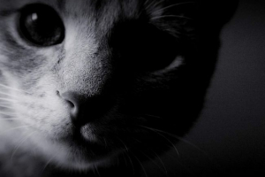 Muscovite wyrzucony z kotów z czternastego piętra