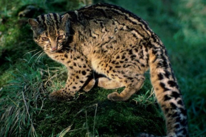 Marmurowy kot: gdzie mieszka dzikie piękno? Marmurowy kot: gdzie mieszka dzikie piękno?