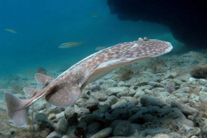 Marmurowa elektryczna scat Marmurowa elektryczna scat