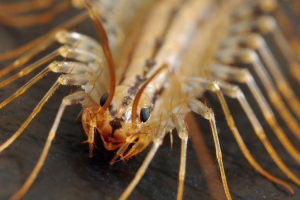 Mukholovka Mukholovka