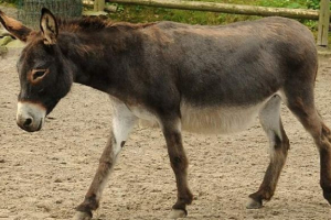 Mou - osioł i mare hybryd Mou - osioł i mare hybryd