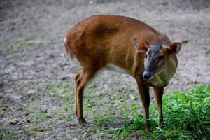 Muntsuka - niektóre z najstarszych jeleni na planecie Muntsuka - niektóre z najstarszych jeleni na planecie