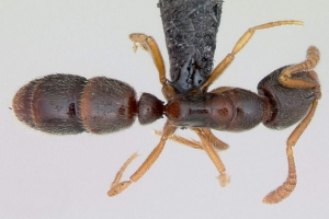 Ant poner: funkcje stylu życia i rozwoju Ant poner: funkcje stylu życia i rozwoju