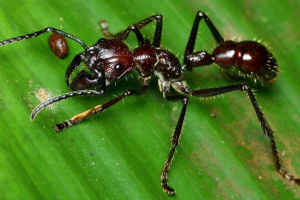 Bullet ant Bullet ant