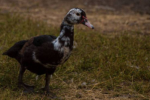 Kaczka muscovy