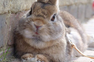 W ałtaju, noworodka bitowa królika W ałtaju, noworodka bitowa królika