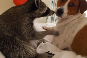 Na bahamach rota odwrócił się do psa Na bahamach rota odwrócił się do psa