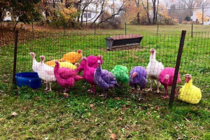 W gospodarstwie w stanie connecticut rocznie malować turcję W gospodarstwie w stanie connecticut rocznie malować turcję