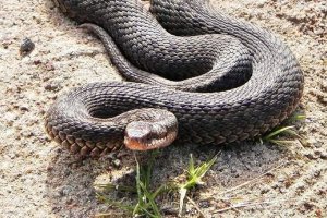 W kubanie mężczyzna ugryzł faceta W kubanie mężczyzna ugryzł faceta