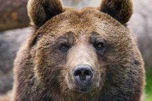 W kurilli mieszkańcy przeniósł się do jeepu brązowego niedźwiedzia