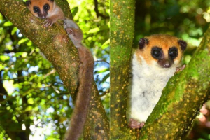 Madagaskar odkrył nowy typ lemur Madagaskar odkrył nowy typ lemur