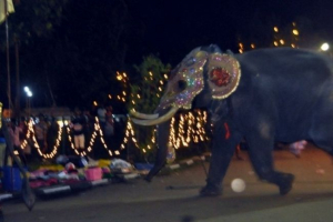 Na sri lance, słoń zaatakował ludzi