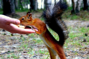 Na ukrainie dziewczyna ułożyła jadalnię dla białka Na ukrainie dziewczyna ułożyła jadalnię dla białka