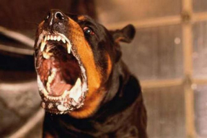 W uralach dwa psy zdezorientowali pracownika fabryki. Wideo.