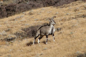 Nashur nicked blue ram Nashur nicked blue ram