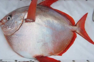 Znalazłem świat na świecie ciepłej krwi ryb