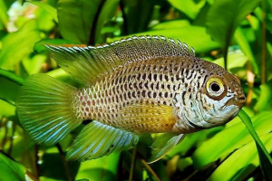 Anomala nannakar, ona jest zielonym