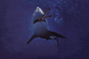 Atakuje rekiny na ludzi