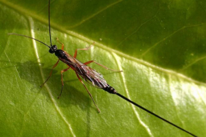 Zawodnicy owadów. Ich opieka nad potomstwem