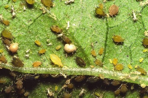 Pests owady - zdjęcia i tytuły Pests owady - zdjęcia i tytuły