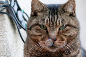 Katar przy kotem, kotem, kotek - niż niebezpieczny?