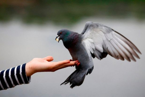 Nazwy ptaków ze zdjęciami