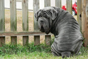 Neapolitan mastiff lub mastino neapolitano