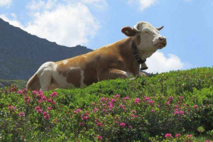 Neutralizm (biologia): opis i przykłady Neutralizm (biologia): opis i przykłady