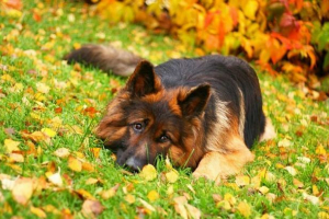 Owczarek niemiecki - classic of service rasy