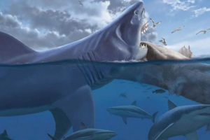 Niemieccy naukowcy: w ustach meghalodonowa został zbudowany pasta do zębów