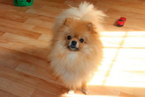 Niemiecki spitz Niemiecki spitz