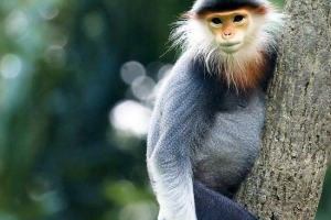 Nemoye thinwall i jego różnica od podgatunków Nemoye thinwall i jego różnica od podgatunków