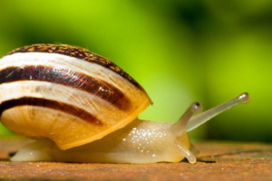 Niezwykła struktura ślimaka Niezwykła struktura ślimaka