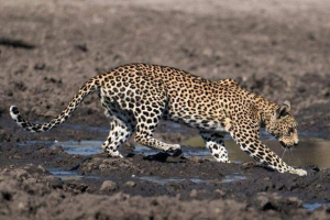 Niezwykłe połowy lamparta: jako wielki myśliwy złapał sum w kałuży