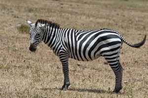 Nieistotne zwierzęta