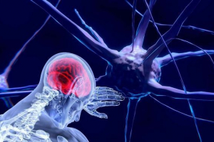 Układ nerwowy człowieka - funkcje, struktura, departamenty i funkcje Układ nerwowy człowieka - funkcje, struktura, departamenty i funkcje