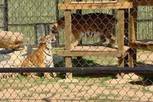Pijany amerykanin w zoo odbił tygrysa