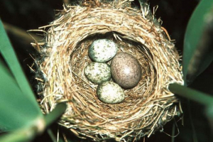 Niesamowite o tym, jak kukułka rzuca jaja