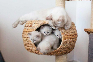 Nevskaya masquerade cat - charakter