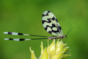 Nitryka - owad kwiatowy